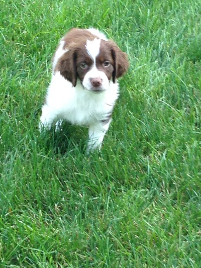 brittany started dogs for sale